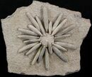 Wide Gymnocidaris Urchin Fossil - Jurassic #39798-2